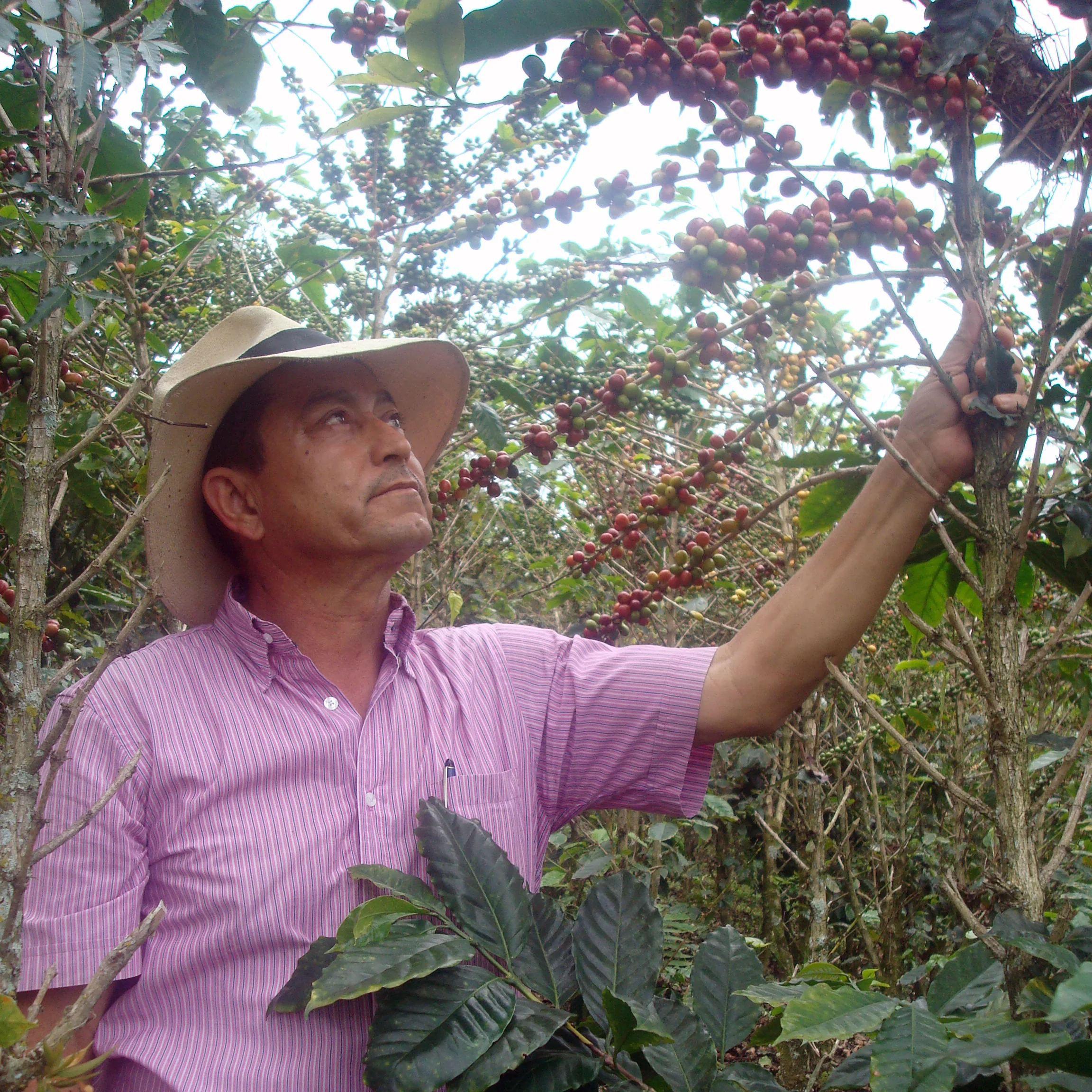 Limited Release Coffee - Gustavo’s Geisha - Image 3
