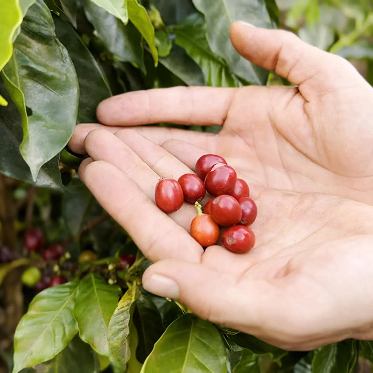 Heritage Reserve Guatemala Coffee - Image 3