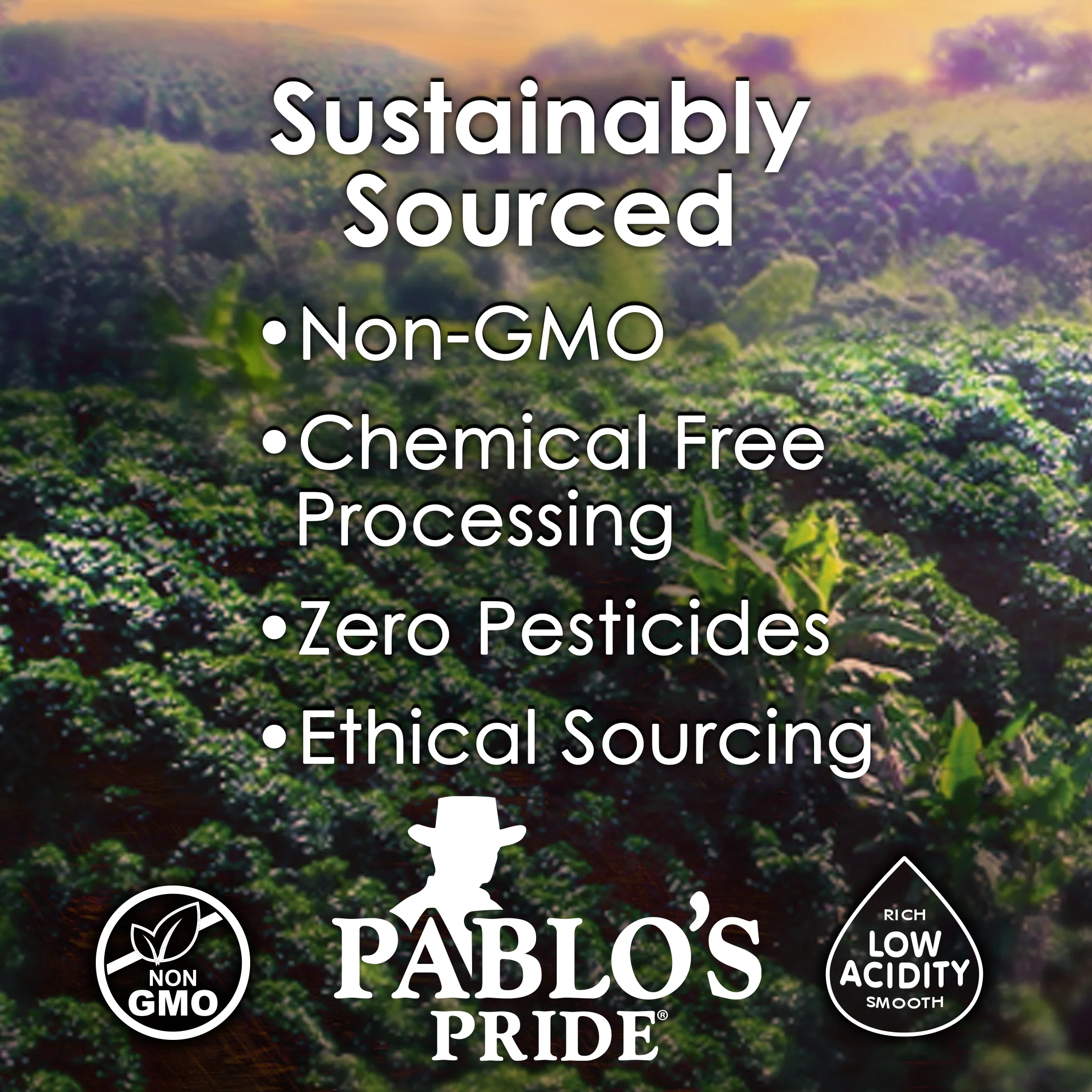Pablo’s Pride Guatemala Coffee - Image 4